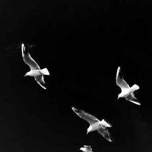 张震岳-思念是一种病(Remix)