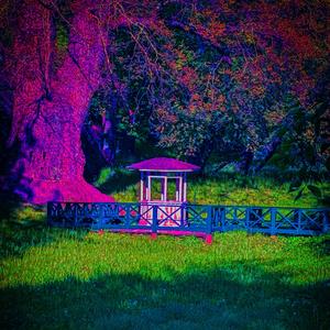 Gul Nejlika (missförstådd)