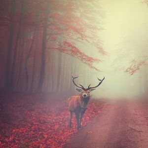 不禁笑这近乡情怯