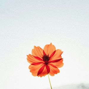 我就是一朵小花