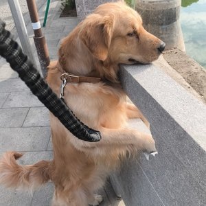 汤圆要尿到广州塔上