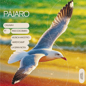 PÁJARO