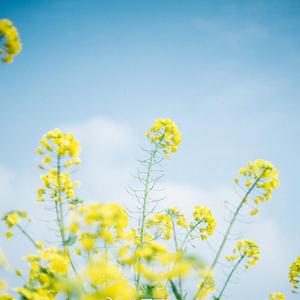 忽然想起你（钢琴纯音乐）