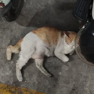 折返 (Instrumental)