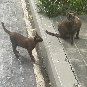 She is my 100 percent (feat. 18buummm)