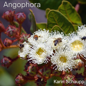 Angophora (Allemande)