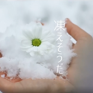 凍えそうだ（翻自 v flower）