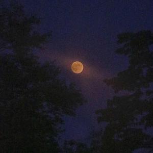 就是哈比-暴风雨（江直树植发 remix）