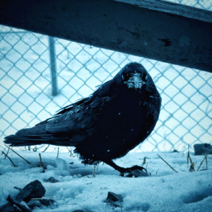 Ночкой тёмной