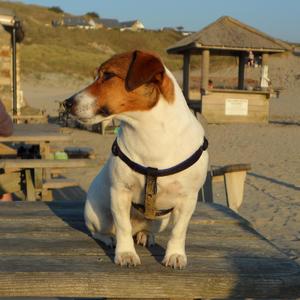 Cult of Lies (Instrumental)