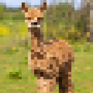 ALPACA