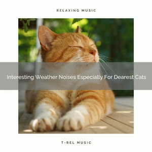 Stress Relieving Waves Songs Especially For Your Cats