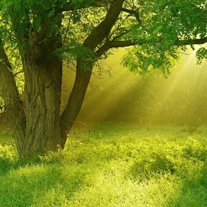 雨后森林阳光好 (3)