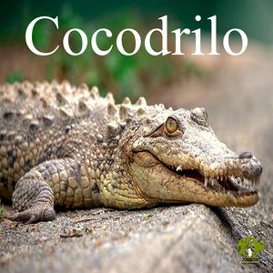 cocodrilo