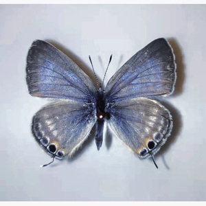 灰蝶（Prod . xouns）