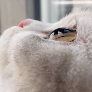 乱弹85 《千厮门大桥》草稿