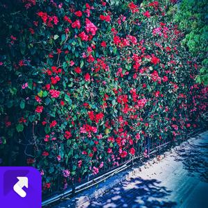 爱就跟我走 (现场)