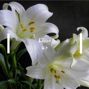 Lilium