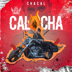 Calocha