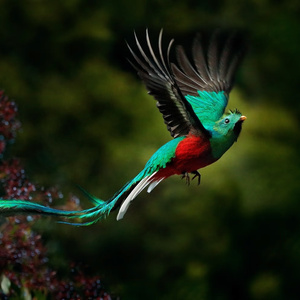 Quetzal