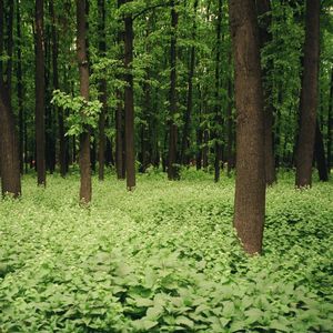 Высокостный год