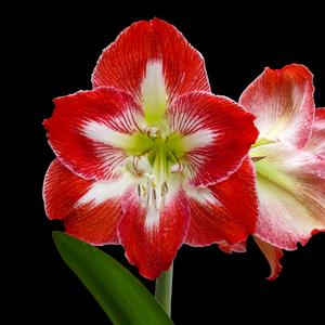 Amaryllis