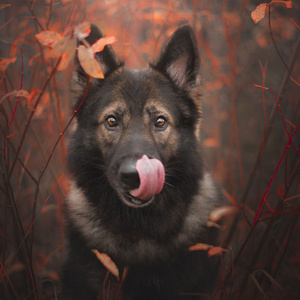 Hunden I Himlen (Radio Edit)