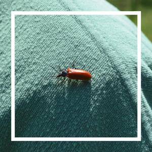 Ressentiment (Hamartia)