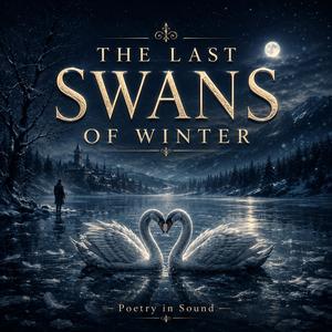 The Last Swans of Winter