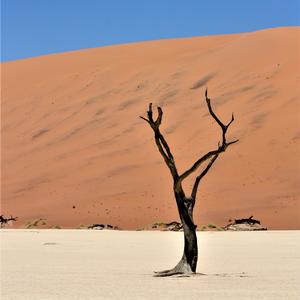 白羊（Cover：徐秉龙&沈以诚）