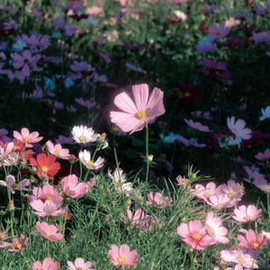 " 采样So Sick , 被繁花覆盖的梦 " ！河南说唱之神 Type Beat ！！