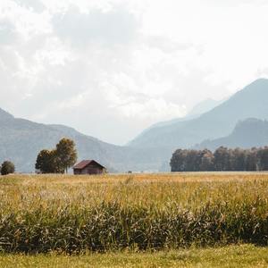 花开漫山遍野 (Demo)