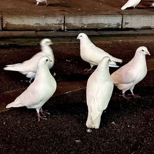 像冬天没戴帽子的耳朵