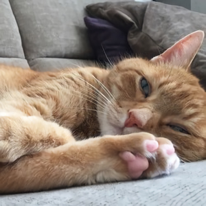 preliminary success depression