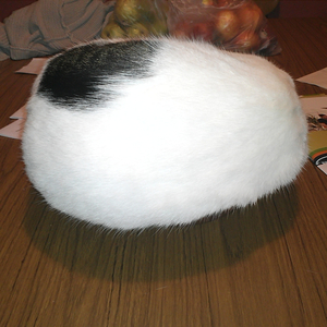 The Floating Cat Trick