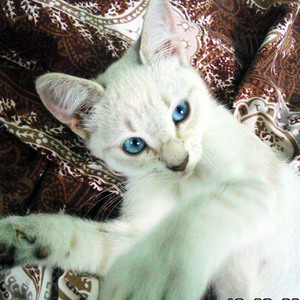 Я ТАЙСКИЙ ФЕРЗЬ