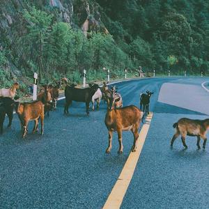 这就是爱情（翻自 张小伙）