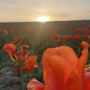 Финишная прямая