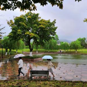 梨花细雨 万物成林