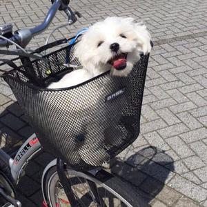 我曾（翻自 隔壁老樊）