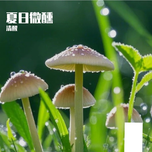 夏日微醺