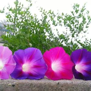 不在其中不流泪 口琴版