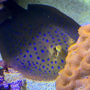 Seul au monde (feat. Simo)