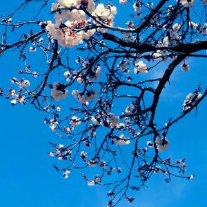 归来兮（翻自 庆庆）