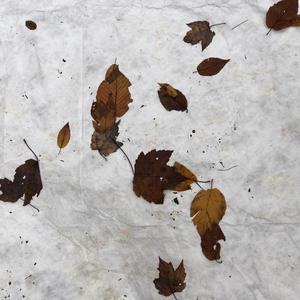 I'm The King of All The Shit I Rent