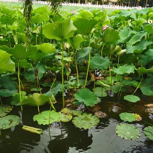 老师，我们的旗帜——完美的老师形象