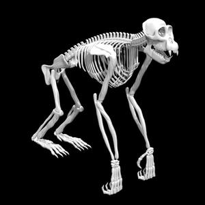 ape mode (feat. spr!ng, aizea xo & antmoney)