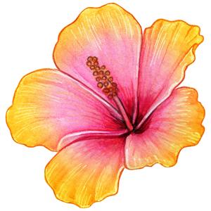 HIBISCUS (feat. LILJA)