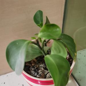 重新来过