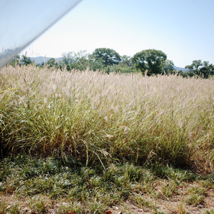 三月恋爱歌（Loving in March）